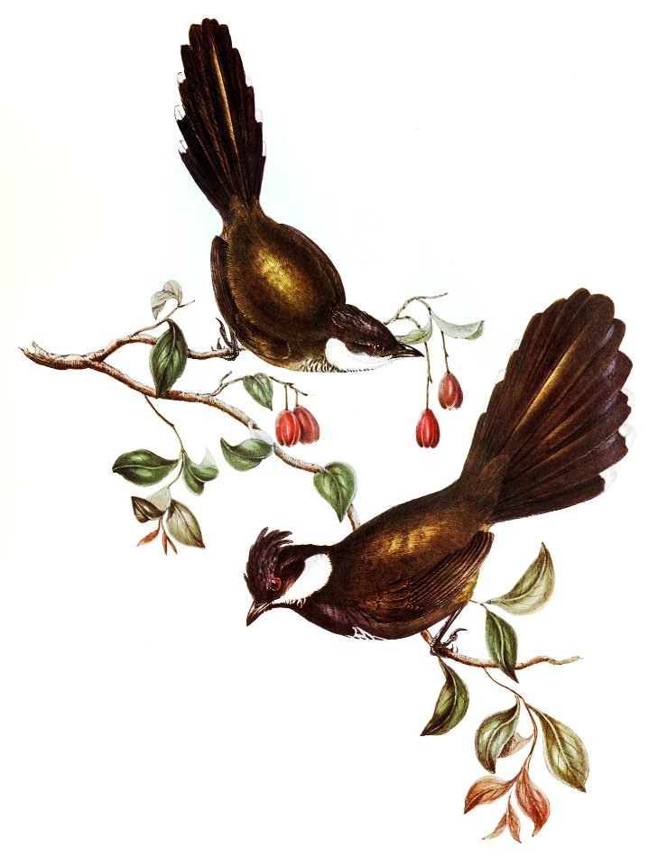 Coach-whip Bird (Psophodes crepitans) illustrated by Elizabeth Gould (1804–1841) for John Gould’s (1804-1881) Birds of Australia (1972 Edition, 8 volumes). Digitally enhanced from our own facsimile book (1972 Edition, 8 volumes).