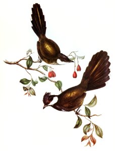 Coach-whip Bird (Psophodes crepitans) illustrated by Elizabeth Gould (1804–1841) for John Gould’s (1804-1881) Birds of Australia (1972 Edition, 8 volumes). Digitally enhanced from our own facsimile book (1972 Edition, 8 volumes).