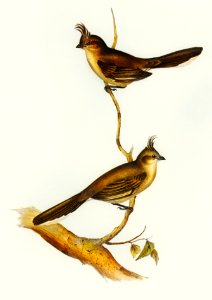 Crested Wedge-bill (Sphenostoma cristata) illustrated by Elizabeth Gould (1804–1841) for John Gould’s (1804-1881) Birds of Australia (1972 Edition, 8 volumes). Digitally enhanced from our own facsimile book (1972 Edition, 8 volumes).