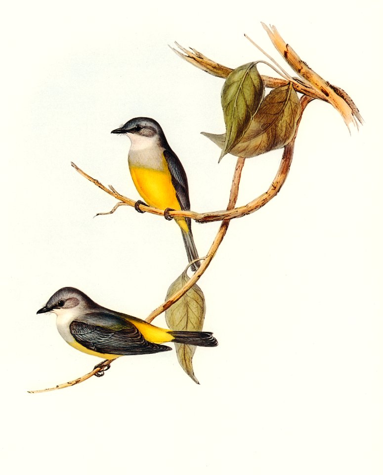 Grey-breasted Robin (Eopsaltria griseogularis) illustrated by Elizabeth Gould (1804–1841) for John Gould’s (1804-1881) Birds of Australia (1972 Edition, 8 volumes). Digitally enhanced from our own facsimile book (1972 Edition, 8 volumes).