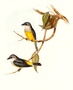 Grey-breasted Robin (Eopsaltria griseogularis) illustrated by Elizabeth Gould (1804–1841) for John Gould’s (1804-1881) Birds of Australia (1972 Edition, 8 volumes). Digitally enhanced from our own facsimile book (1972 Edition, 8 volumes).. Free illustration for personal and commercial use.