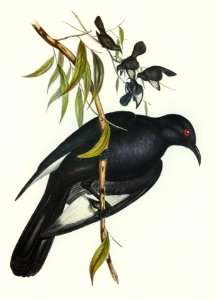 White-winged Chough (Corcorax leucopterus) illustrated by Elizabeth Gould (1804–1841) for John Gould’s (1804-1881) Birds of Australia (1972 Edition, 8 volumes). Digitally enhanced from our own facsimile book (1972 Edition, 8 volumes).