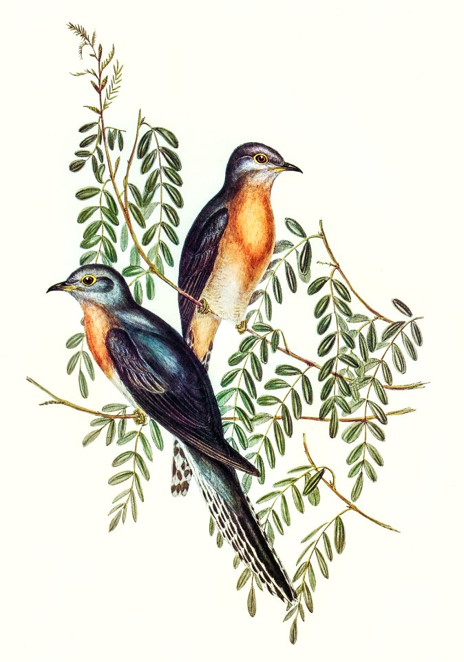 Ash-coloured Cuckoo (Cuculus cineraceus) illustrated by Elizabeth Gould ...