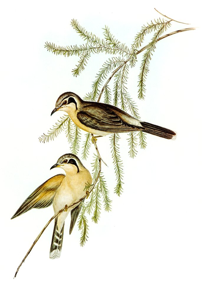 Black-eared Cuckoo (Chalcites osculans) illustrated by Elizabeth Gould (1804–1841) for John Gould’s (1804-1881) Birds of Australia (1972 Edition, 8 volumes). Digitally enhanced from our own facsimile book (1972 Edition, 8 volumes).