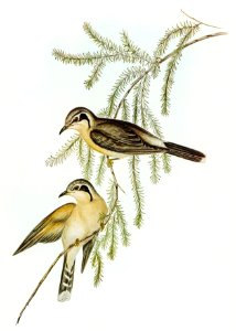 Black-eared Cuckoo (Chalcites osculans) illustrated by Elizabeth Gould (1804–1841) for John Gould’s (1804-1881) Birds of Australia (1972 Edition, 8 volumes). Digitally enhanced from our own facsimile book (1972 Edition, 8 volumes).