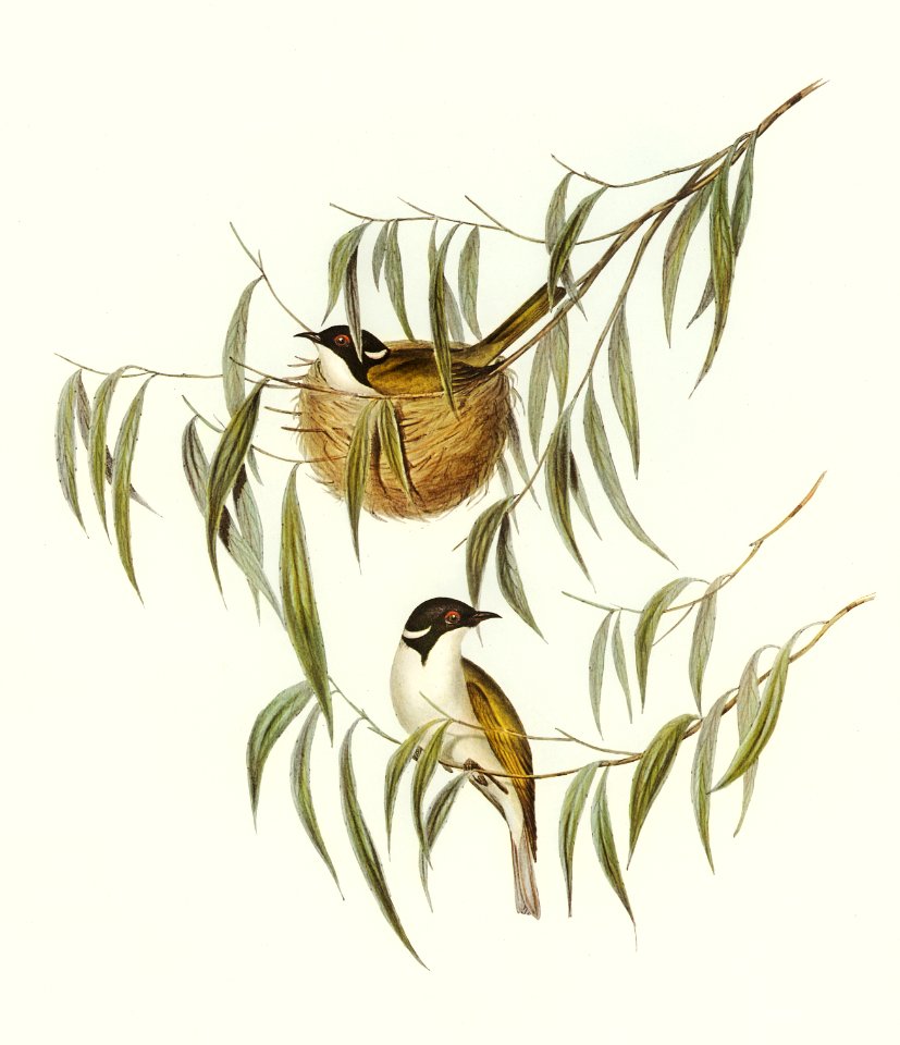 Lunulated Honey-eater (Melithreptus lunulatus) illustrated by Elizabeth Gould (1804–1841) for John Gould’s (1804-1881) Birds of Australia (1972 Edition, 8 volumes). Digitally enhanced from our own facsimile book (1972 Edition, 8 volumes).