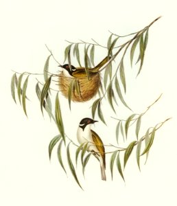 Lunulated Honey-eater (Melithreptus lunulatus) illustrated by Elizabeth Gould (1804–1841) for John Gould’s (1804-1881) Birds of Australia (1972 Edition, 8 volumes). Digitally enhanced from our own facsimile book (1972 Edition, 8 volumes).