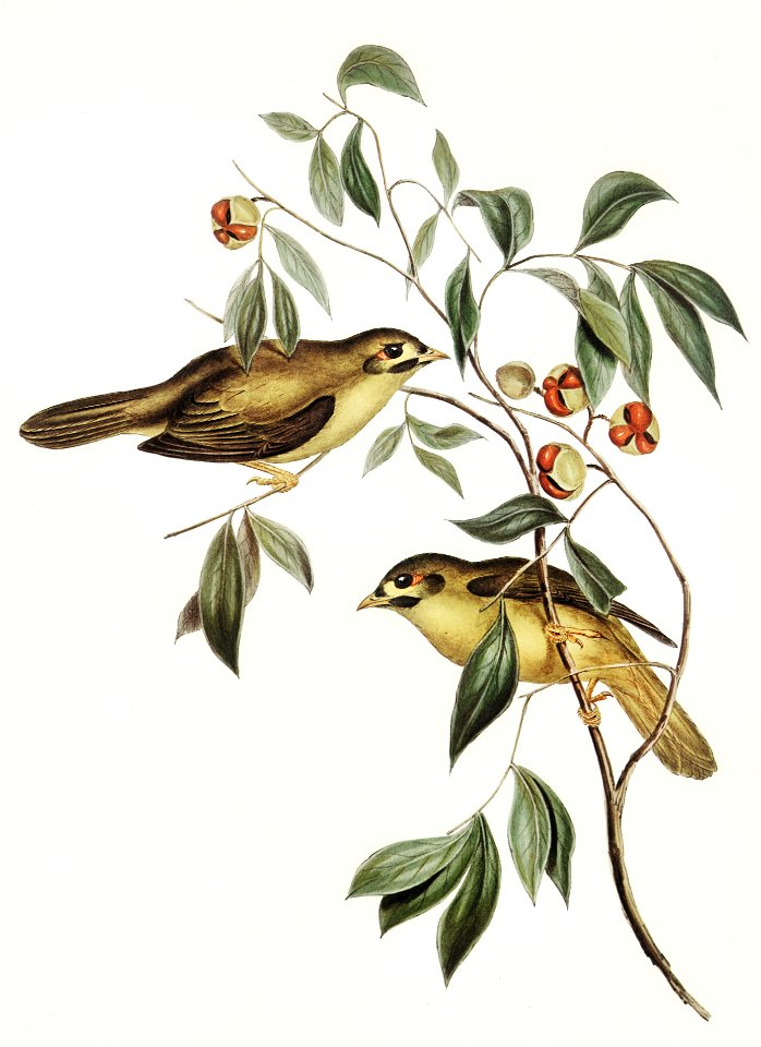 Australian Bell Bird (Myzantha melanophrys) illustrated by Elizabeth Gould (1804–1841) for John Gould’s (1804-1881) Birds of Australia (1972 Edition, 8 volumes). Digitally enhanced from our own facsimile book (1972 Edition, 8 volumes).