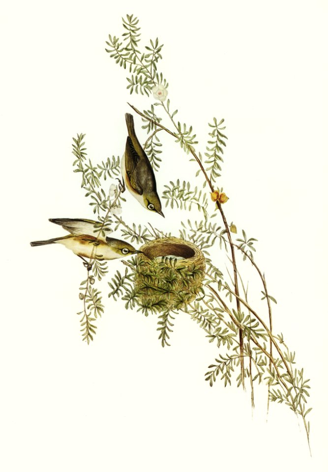 Gray-backed Zosterops (Zosterops dorsalis) illustrated by Elizabeth Gould (1804–1841) for John Gould’s (1804-1881) Birds of Australia (1972 Edition, 8 volumes). Digitally enhanced from our own facsimile book (1972 Edition, 8 volumes).
