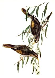 Sombre Honey-eater (Myzantha obscura) illustrated by Elizabeth Gould (1804–1841) for John Gould’s (1804-1881) Birds of Australia (1972 Edition, 8 volumes). Digitally enhanced from our own facsimile book (1972 Edition, 8 volumes).