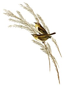 Green-backed Zosterops (Zosterops chloronotus) illustrated by Elizabeth Gould (1804–1841) for John Gould’s (1804-1881) Birds of Australia (1972 Edition, 8 volumes). Digitally enhanced from our own facsimile book (1972 Edition, 8 volumes).