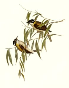 Black-throated Honey-eater (Melithreptus gularis) illustrated by Elizabeth Gould (1804–1841) for John Gould’s (1804-1881) Birds of Australia (1972 Edition, 8 volumes). Digitally enhanced from our own facsimile book (1972 Edition, 8 volumes).