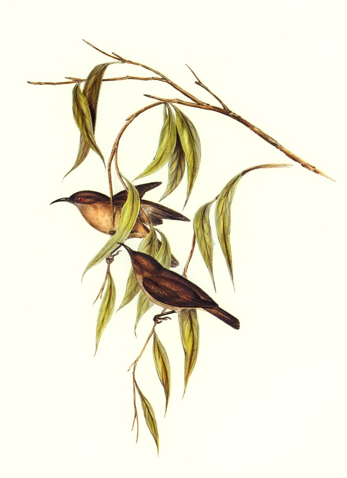 Obscure Honey-eater (Myzomela obscura) illustrated by Elizabeth Gould (1804–1841) for John Gould’s (1804-1881) Birds of Australia (1972 Edition, 8 volumes). Digitally enhanced from our own facsimile book (1972 Edition, 8 volumes).