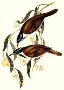 Blue-faced Entomyza (Entomyza cyanotis) illustrated by Elizabeth Gould (1804–1841) for John Gould’s (1804-1881) Birds of Australia (1972 Edition, 8 volumes). Digitally enhanced from our own facsimile book (1972 Edition, 8 volumes).