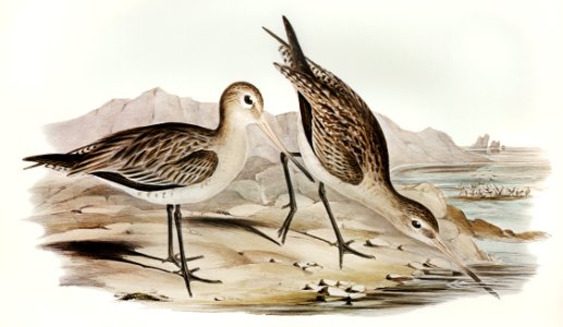 Barred-rumped Godwit (Limosa uropygialis) illustrated by Elizabeth Gould (1804–1841) for John Gould’s (1804-1881) Birds of Australia (1972 Edition, 8 volumes). Digitally enhanced from our own facsimile book (1972 Edition, 8 volumes).