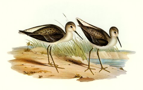 Marsh Sandpiper (Totanus stagnatilis) illustrated by Elizabeth Gould (1804–1841) for John Gould’s (1804-1881) Birds of Australia (1972 Edition, 8 volumes). Digitally enhanced from our own facsimile book (1972 Edition, 8 volumes).