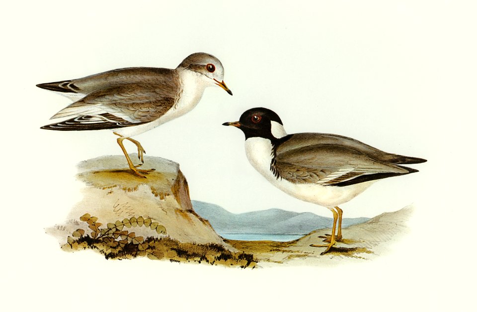 Hooded Dottrel (Hiaticula monacha) illustrated by Elizabeth Gould (1804–1841) for John Gould’s (1804-1881) Birds of Australia (1972 Edition, 8 volumes). Digitally enhanced from our own facsimile book (1972 Edition, 8 volumes).