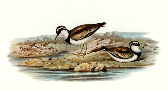 Black-fronted Dottrel (Hiaticula nigrifrons) illustrated by Elizabeth Gould (1804–1841) for John Gould’s (1804-1881) Birds of Australia (1972 Edition, 8 volumes). Digitally enhanced from our own facsimile book (1972 Edition, 8 volumes).