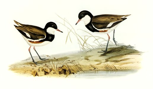 Banded Red Knee (Erythrogonys cinctus) illustrated by Elizabeth Gould (1804–1841) for John Gould’s (1804-1881) Birds of Australia (1972 Edition, 8 volumes). Digitally enhanced from our own facsimile book (1972 Edition, 8 volumes).
