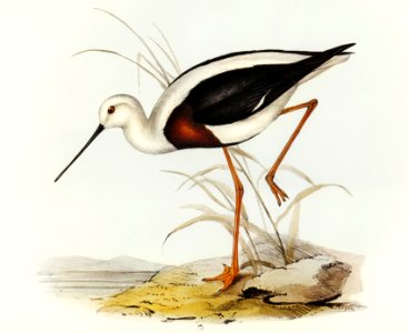 Banded Stilt (Chladorhynchus pectoralis) illustrated by Elizabeth Gould (1804–1841) for John Gould’s (1804-1881) Birds of Australia (1972 Edition, 8 volumes). Digitally enhanced from our own facsimile book (1972 Edition, 8 volumes).