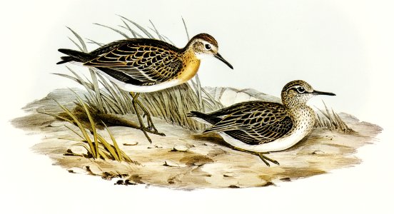 Australian Tringa (Schoeniclus Australis) illustrated by Elizabeth Gould (1804–1841) for John Gould’s (1804-1881) Birds of Australia (1972 Edition, 8 volumes). Digitally enhanced from our own facsimile book (1972 Edition, 8 volumes).. Free illustration for personal and commercial use.