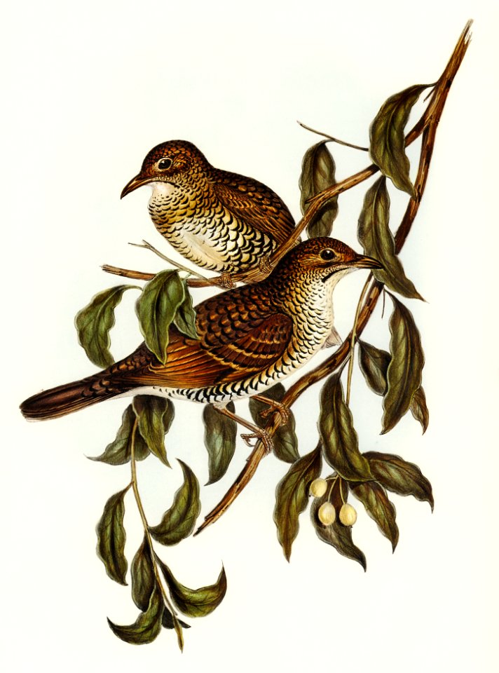 Moutain Thrush (Oreocincla lunulata) illustrated by Elizabeth Gould (1804–1841) for John Gould’s (1804-1881) Birds of Australia (1972 Edition, 8 volumes). Digitally enhanced from our own facsimile book (1972 Edition, 8 volumes).
