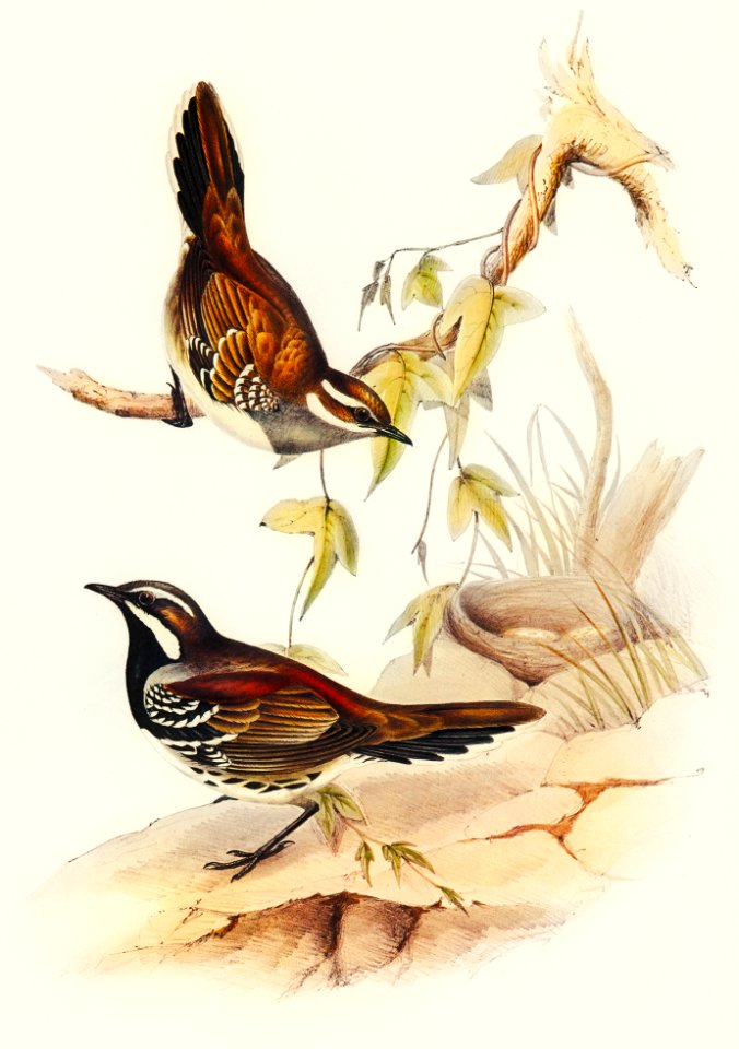 Chestnut-backed Groud Thrush (Cinclosoma castanotus) illustrated by Elizabeth Gould (1804–1841) for John Gould’s (1804-1881) Birds of Australia (1972 Edition, 8 volumes). Digitally enhanced from our own facsimile book (1972 Edition, 8 volumes).