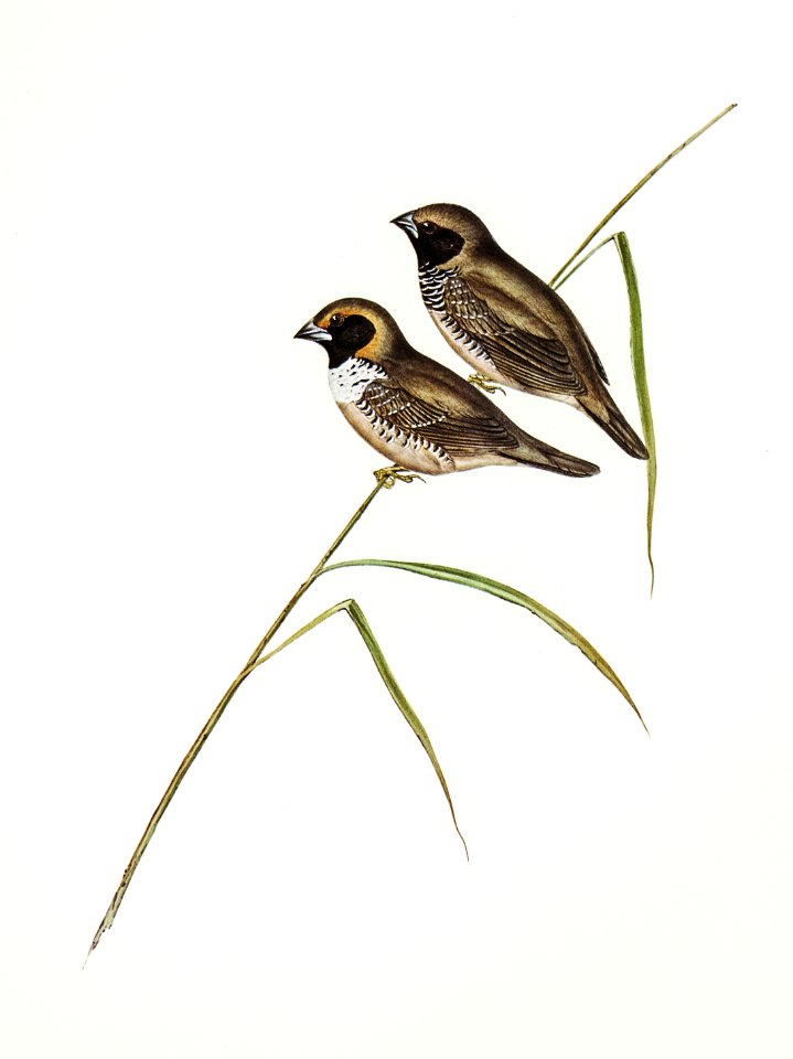 White-breasted Finch (Donacola pectoralis) illustrated by Elizabeth Gould (1804–1841) for John Gould’s (1804-1881) Birds of Australia (1972 Edition, 8 volumes). Digitally enhanced from our own facsimile book (1972 Edition, 8 volumes).