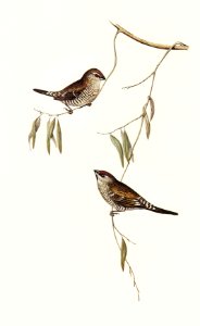 Plain-coloured Finch (Amadina modesta) illustrated by Elizabeth Gould (1804–1841) for John Gould’s (1804-1881) Birds of Australia (1972 Edition, 8 volumes). Digitally enhanced from our own facsimile book (1972 Edition, 8 volumes).