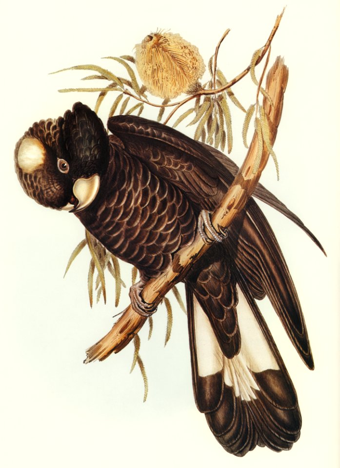 Baudin's Cockatoo (Calyptorhynchus Baudinii) illustrated by Elizabeth Gould (1804–1841) for John Gould’s (1804-1881) Birds of Australia (1972 Edition, 8 volumes). Digitally enhanced from our own facsimile book (1972 Edition, 8 volumes).