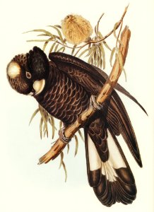 Baudin's Cockatoo (Calyptorhynchus Baudinii) illustrated by Elizabeth Gould (1804–1841) for John Gould’s (1804-1881) Birds of Australia (1972 Edition, 8 volumes). Digitally enhanced from our own facsimile book (1972 Edition, 8 volumes).