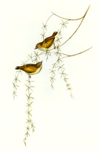 Striated Acanthiza (Acanthiza lineata) illustrated by Elizabeth Gould (1804–1841) for John Gould’s (1804-1881) Birds of Australia (1972 Edition, 8 volumes). Digitally enhanced from our own facsimile book (1972 Edition, 8 volumes).