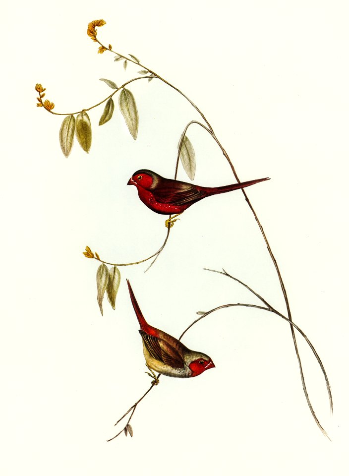 Crimson Finch (Estrelda Phaeton) illustrated by Elizabeth Gould (1804–1841) for John Gould’s (1804-1881) Birds of Australia (1972 Edition, 8 volumes). Digitally enhanced from our own facsimile book (1972 Edition, 8 volumes).