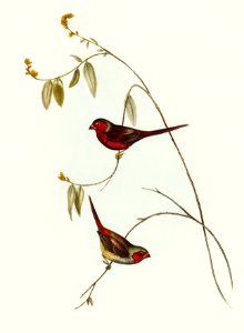 Crimson Finch (Estrelda Phaeton) illustrated by Elizabeth Gould (1804–1841) for John Gould’s (1804-1881) Birds of Australia (1972 Edition, 8 volumes). Digitally enhanced from our own facsimile book (1972 Edition, 8 volumes).