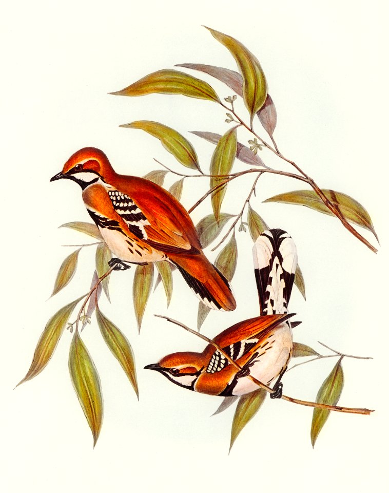 Cinnamon-coloured Cinclosoma (Cinclosoma cinnamomeus) illustrated by Elizabeth Gould (1804–1841) for John Gould’s (1804-1881) Birds of Australia (1972 Edition, 8 volumes). Digitally enhanced from our own facsimile book (1972 Edition, 8 volumes).