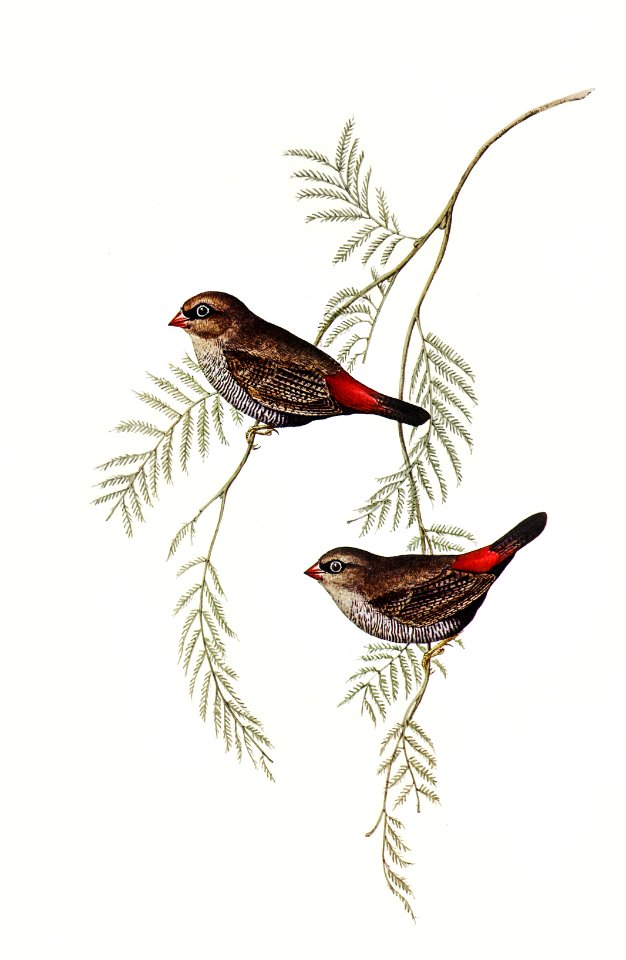 Fire-tailed Finch illustrated by Elizabeth Gould (1804–1841) for John Gould’s (1804-1881) Birds of Australia (1972 Edition, 8 volumes). Digitally enhanced from our own facsimile book (1972 Edition, 8 volumes).