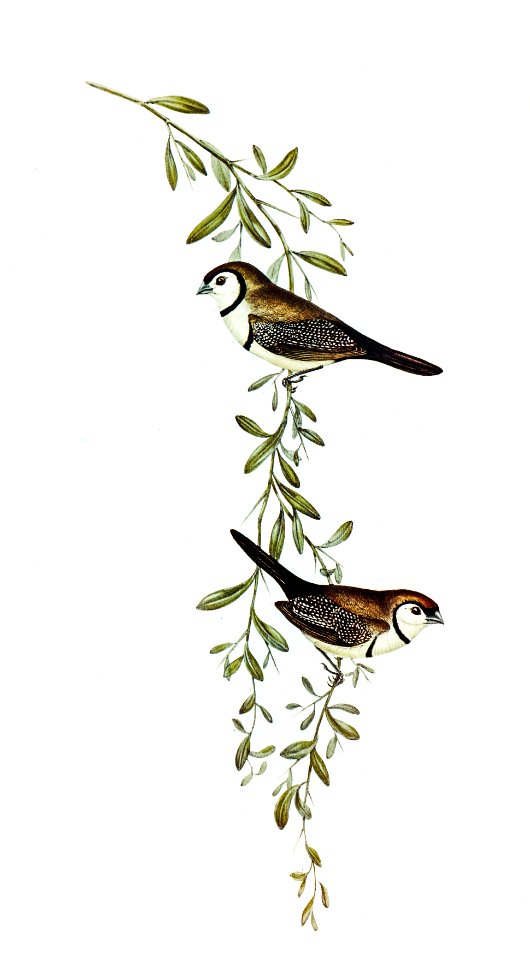 Black-rumped Finch (Estrelda annulosa) illustrated by Elizabeth Gould (1804–1841) for John Gould’s (1804-1881) Birds of Australia (1972 Edition, 8 volumes). Digitally enhanced from our own facsimile book (1972 Edition, 8 volumes).