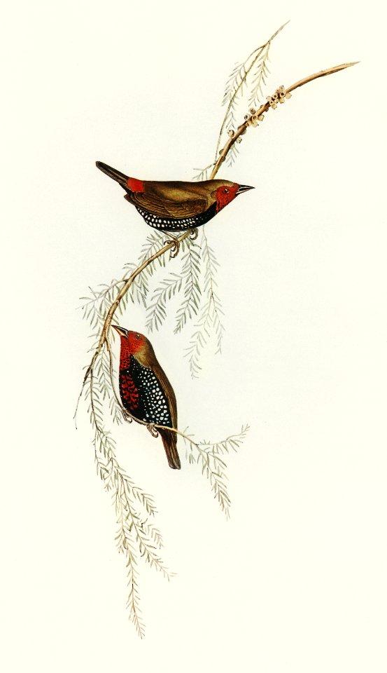 Painted Finch (Emblema picta) illustrated by Elizabeth Gould (1804–1841) for John Gould’s (1804-1881) Birds of Australia (1972 Edition, 8 volumes). Digitally enhanced from our own facsimile book (1972 Edition, 8 volumes).