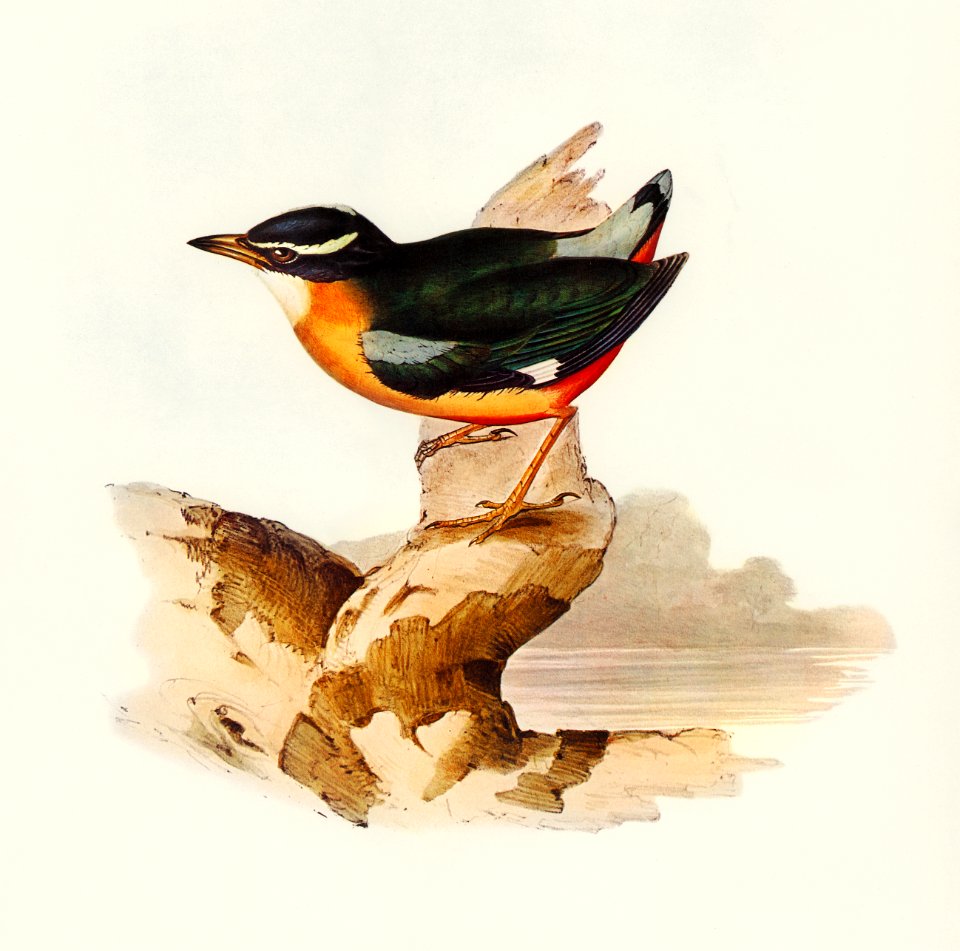 Vigors Pitta (Pitta Vigorsii) illustrated by Elizabeth Gould (1804–1841) for John Gould’s (1804-1881) Birds of Australia (1972 Edition, 8 volumes). Digitally enhanced from our own facsimile book (1972 Edition, 8 volumes).