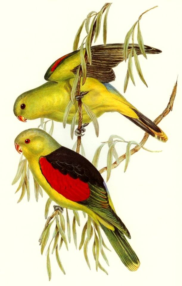Red-winged Lory (Aprosmictus erythropterus) illustrated by Elizabeth Gould (1804–1841) for John Gould’s (1804-1881) Birds of Australia (1972 Edition, 8 volumes). Digitally enhanced from our own facsimile book (1972 Edition, 8 volumes).