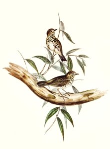 Little chthonicola (chthonicola minima) illustrated by Elizabeth Gould (1804–1841) for John Gould’s (1804-1881) Birds of Australia (1972 Edition, 8 volumes). Digitally enhanced from our own facsimile book (1972 Edition, 8 volumes).
