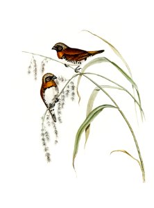 Chestnut-breasted Finch (Donacola castaneothorax) illustrated by Elizabeth Gould (1804–1841) for John Gould’s (1804-1881) Birds of Australia (1972 Edition, 8 volumes). Digitally enhanced from our own facsimile book (1972 Edition, 8 volumes).