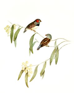 Chestnut-eared Finch (Amadina castanotis) illustrated by Elizabeth Gould (1804–1841) for John Gould’s (1804-1881) Birds of Australia (1972 Edition, 8 volumes). Digitally enhanced from our own facsimile book (1972 Edition, 8 volumes).