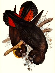 Leach's Cockatoo (Calyptorhynchus Leachii) illustrated by Elizabeth Gould (1804–1841) for John Gould’s (1804-1881) Birds of Australia (1972 Edition, 8 volumes). Digitally enhanced from our own facsimile book (1972 Edition, 8 volumes).