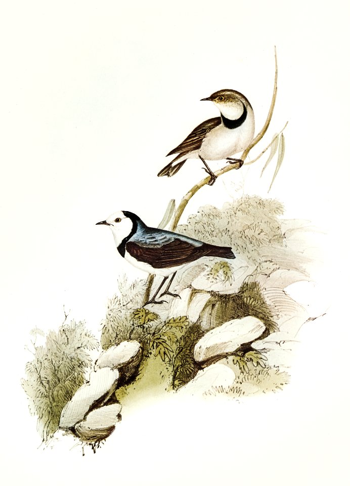 White-fronted chat (Ephthianura albifrons) illustrated by Elizabeth Gould (1804–1841) for John Gould’s (1804-1881) Birds of Australia (1972 Edition, 8 volumes). Digitally enhanced from our own facsimile book (1972 Edition, 8 volumes).