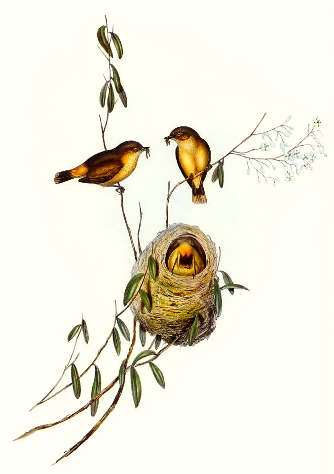 Regulus-like Acanthiza (Acanthiza Reguloides) illustrated by Elizabeth Gould (1804–1841) for John Gould’s (1804-1881) Birds of Australia (1972 Edition, 8 volumes). Digitally enhanced from our own facsimile book (1972 Edition, 8 volumes).