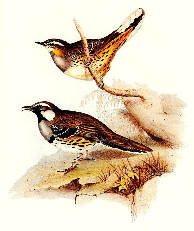 Spotted Groud Thrush (Cinclosoma punctatum) illustrated by Elizabeth Gould (1804–1841) for John Gould’s (1804-1881) Birds of Australia (1972 Edition, 8 volumes). Digitally enhanced from our own facsimile book (1972 Edition, 8 volumes).