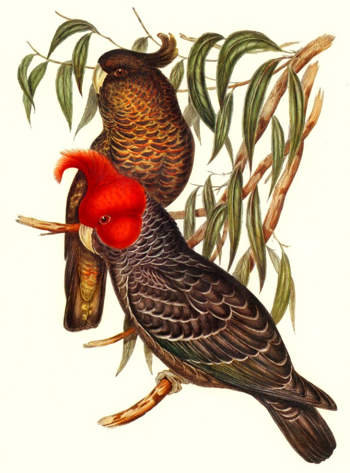 Gang-gang Cockatoo (Callocephalon galeatum) illustrated by Elizabeth Gould (1804–1841) for John Gould’s (1804-1881) Birds of Australia (1972 Edition, 8 volumes). Digitally enhanced from our own facsimile book (1972 Edition, 8 volumes).