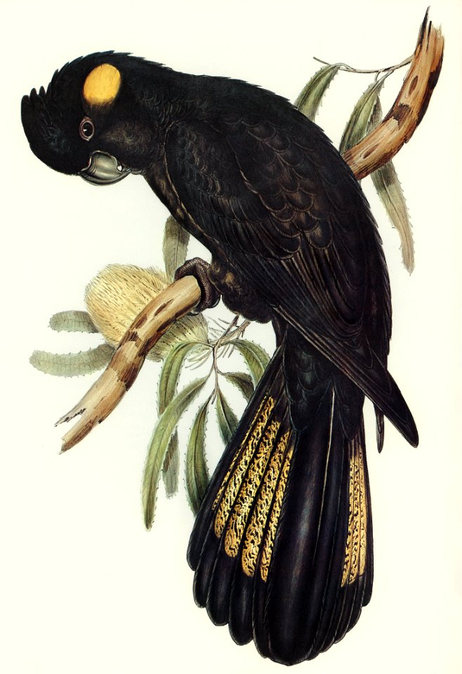 Funereal Cockatoo (Calyptorhynchus funereus) illustrated by Elizabeth Gould (1804–1841) for John Gould’s (1804-1881) Birds of Australia (1972 Edition, 8 volumes). Digitally enhanced from our own facsimile book (1972 Edition, 8 volumes).