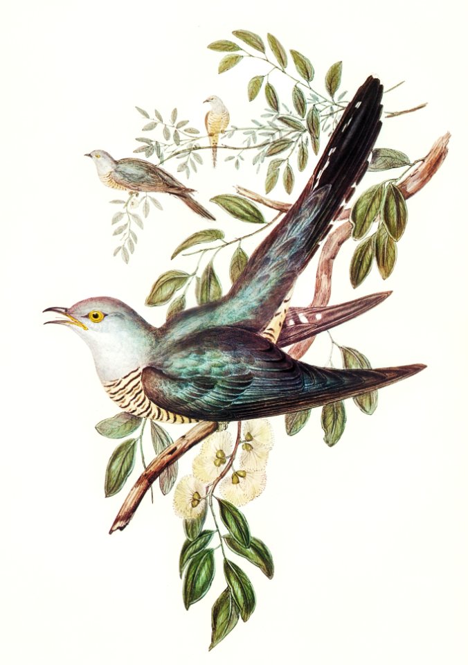 Australian Cuckoo (Cuculus optatus)illustrated by Elizabeth Gould (1804–1841) for John Gould’s (1804-1881) Birds of Australia (1972 Edition, 8 volumes). Digitally enhanced from our own facsimile book (1972 Edition, 8 volumes).